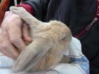 The Rabbit had very soft fur
