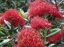 Pohutakawas flowers from our trees.