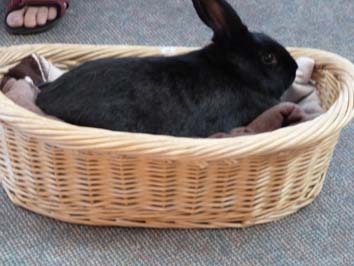 A 'fluffy' visitor from the SPCA